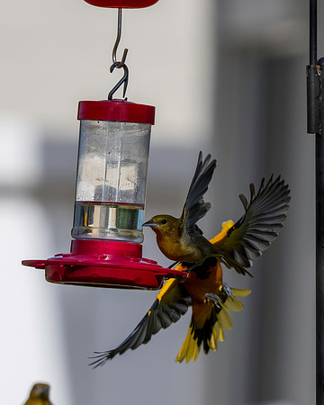 Baltimore Oriole 9-2026_MAK3610