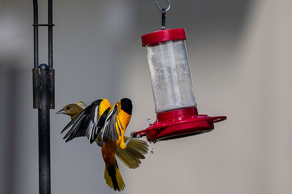 Baltimore Oriole 9-2026_MAK3575