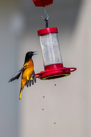 Baltimore Oriole 9-2026_MAK3576