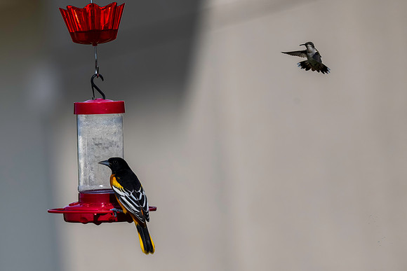 Baltimore Oriole 9-2026_MAK3580