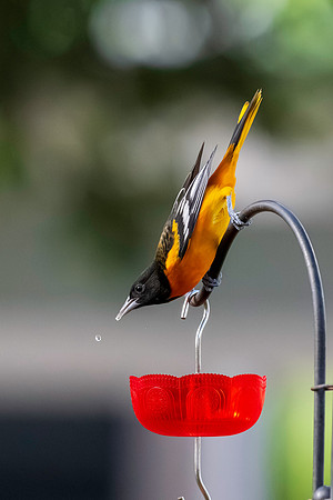 Baltimore Oriole 9-2026_MAK3546