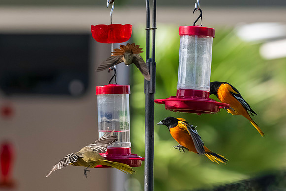 Baltimore Oriole 9-2026_MAK3459