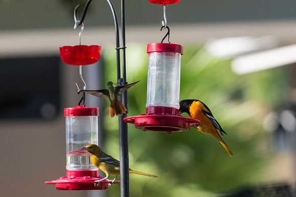 Baltimore Oriole 9-2026_MAK3457