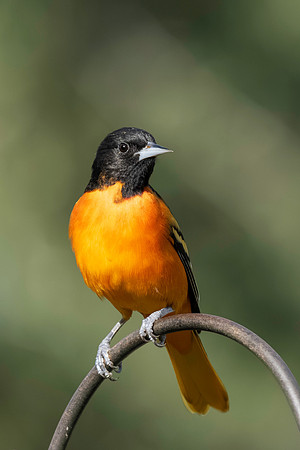 Baltimore Oriole 9-2026_MAK3279