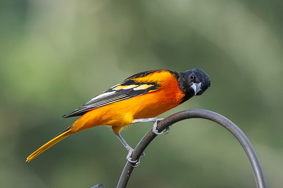 Baltimore Oriole 9-2026_MAK3259