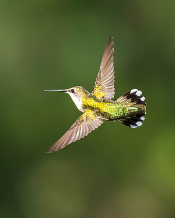 Hummingbird Migration 9-2026_MAK3248