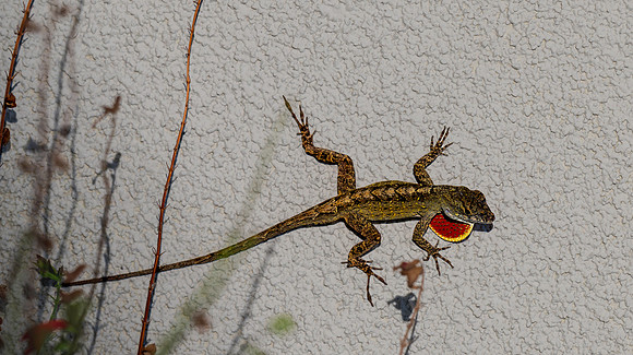 Cuban brown anole
