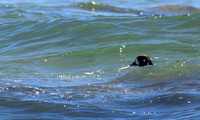 Cannon Beach-_MAK6365