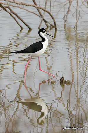 World-birding-MAK_3322