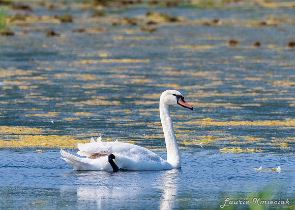 Arcadia Marsh MI-LAK_8395