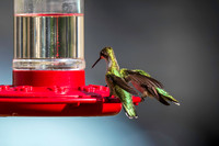 Ruby-throated hummingbirds 9-23-2026-4