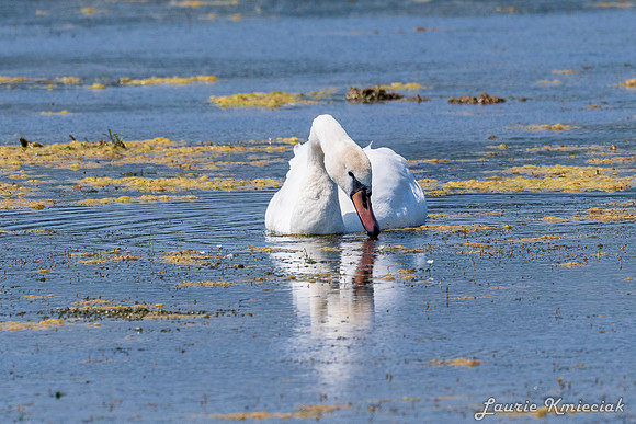 Arcadia Marsh MI-LAK_8727