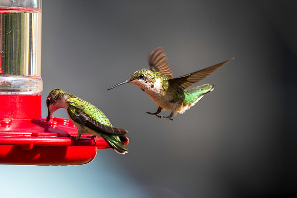 Ruby-throated hummingbirds 9-23-2026-5