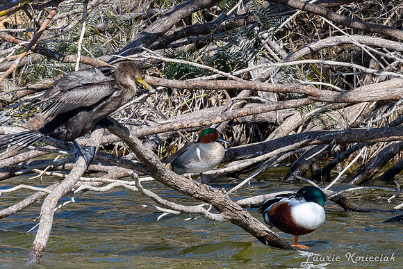 Edinburg Scenic Wetlands-LAK_3653