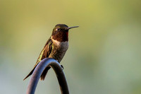 Hummingbird migration 2026-4
