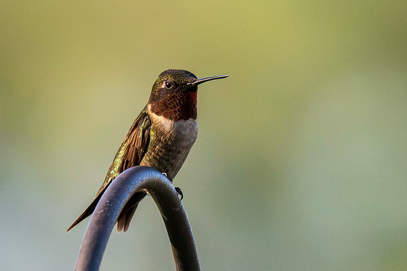 Hummingbird migration 2026-4