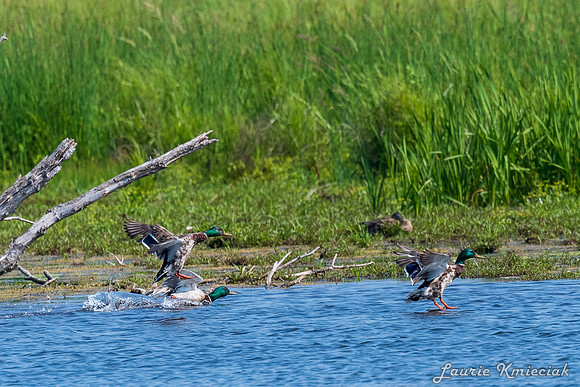 Arcadia Marsh MI-LAK_8466