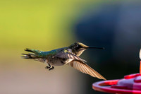 Hummingbird migration 2026-2