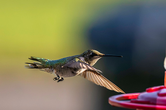 Hummingbird migration 2026-2