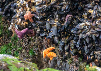 Cannon Beach-_MAK6456