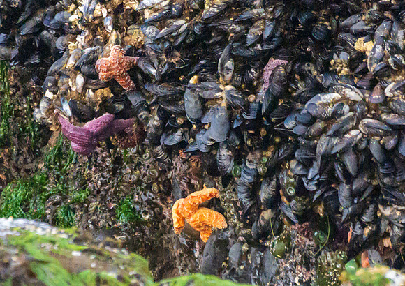 Cannon Beach-_MAK6456