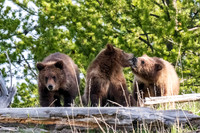 Yellowstone _MAK3891