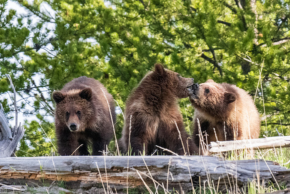Yellowstone _MAK3891