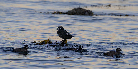 Cannon Beach-_MAK6484