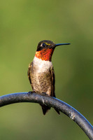 Hummingbird migration 2026-3