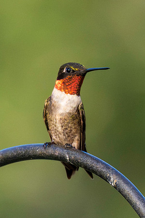 Hummingbird migration 2026-3