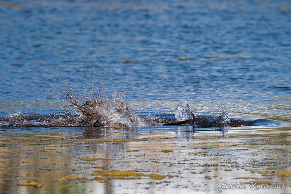 Arcadia Marsh MI-LAK_8737