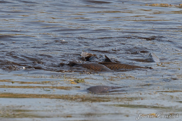 Arcadia Marsh MI-LAK_8337