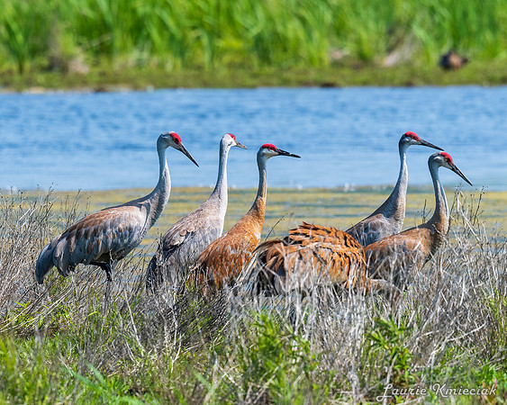 Arcadia Marsh MI-LAK_8460