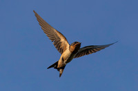 Barn Swallow-3