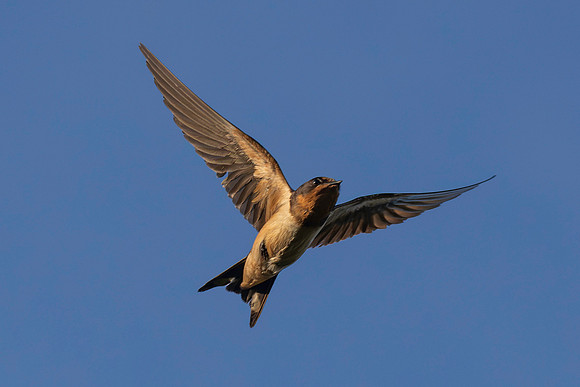 Barn Swallow-3