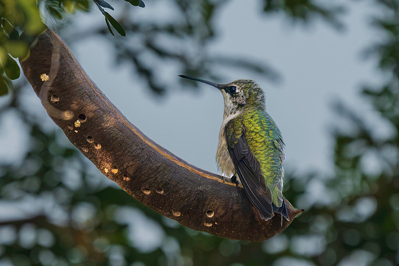 Hummingbird migration 2026