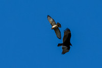 Hawk tower 9-23-2026_MAK3751