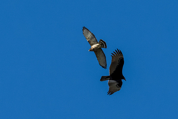 Hawk tower 9-23-2026_MAK3751