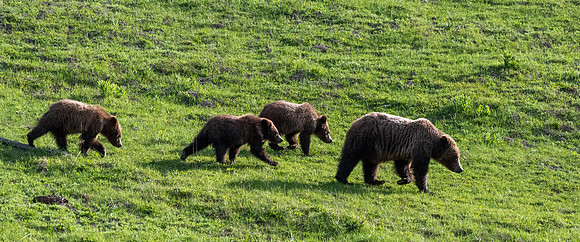 Yellowstone _MAK4028