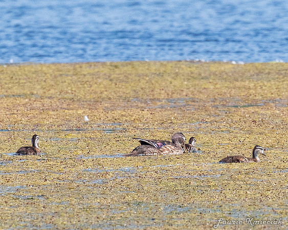 Arcadia Marsh MI-LAK_8453