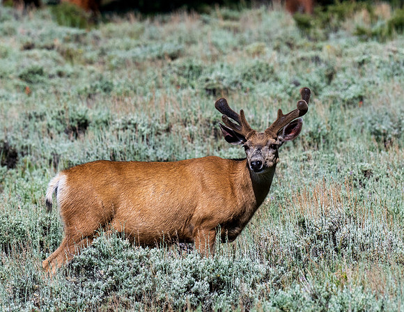 Rocky Mountain NP _MAK6539