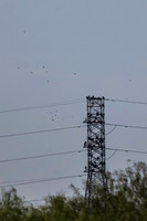 Hawk tower 9-23-2026_MAK3658