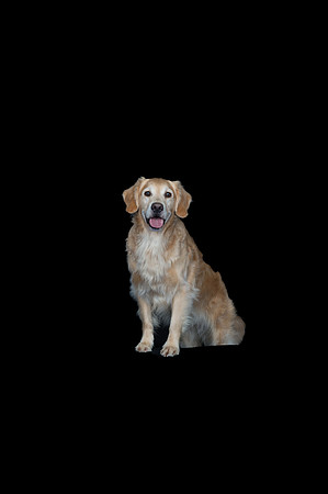 Kila-Spirits Goldens-130