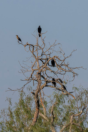 Hawk tower 9-23-2026_MAK3693