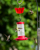 Ruby-throated hummingbirds 9-23-2026