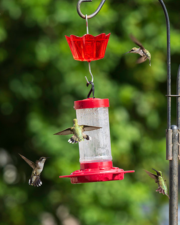 Ruby-throated hummingbirds 9-23-2026