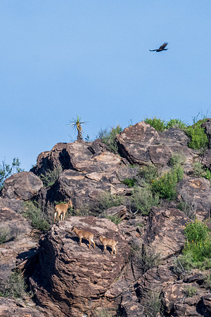 Davis Mountains State Park-8422
