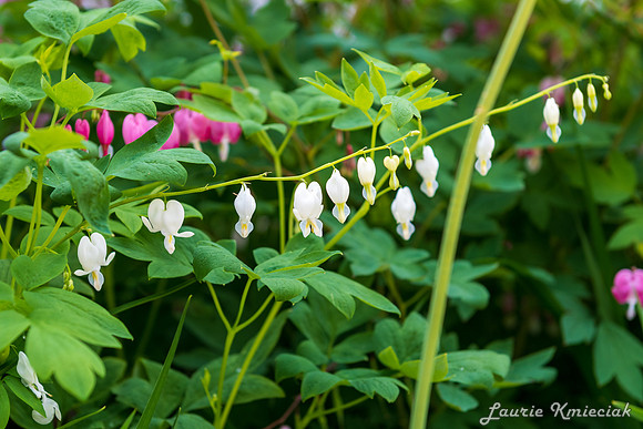 Mackinac-LAK_8182