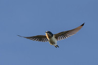 Barn Swallow