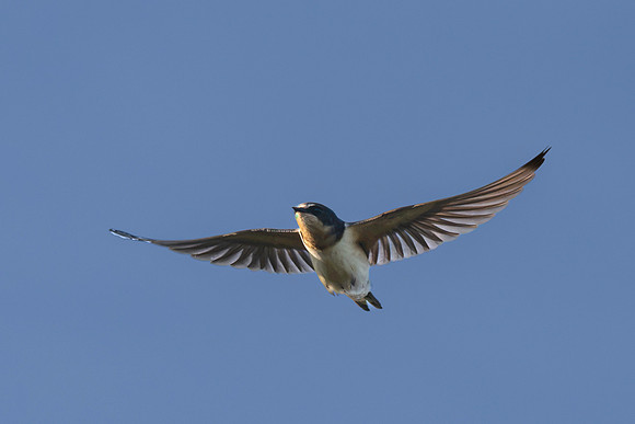 Barn Swallow